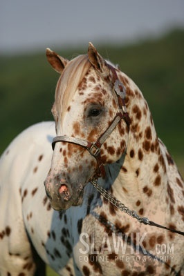 appaloosa 3