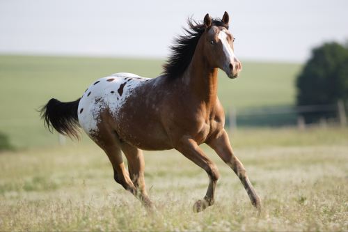 Appaloosa 1