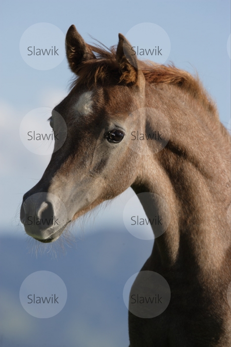 Hříbě 3