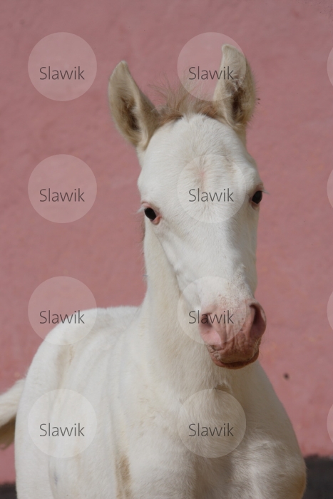 Hříbě 3