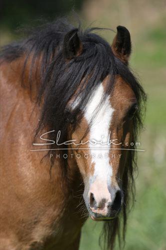 Welsh pony 1