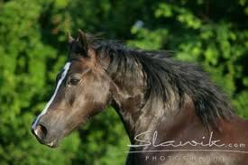 Welsh pony 4