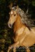 Andaluský kůň 1