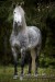 Andaluský kůň 2