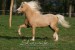 Welsh pony 2