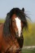 Welsh pony 3