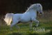 Welsh pony 6